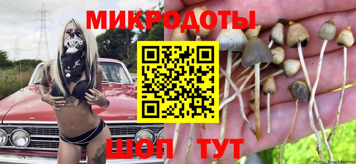 Галлюциногенные грибы Psilocybe Свободный